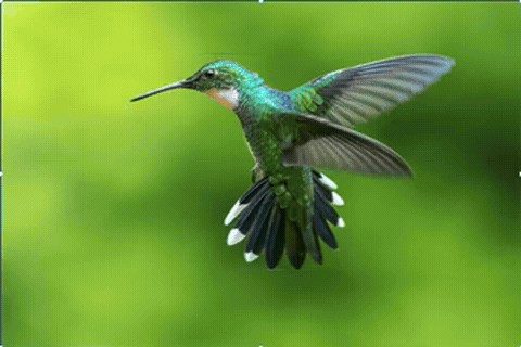 Animated hummingbird rotation using Rotate Object in Photoshop